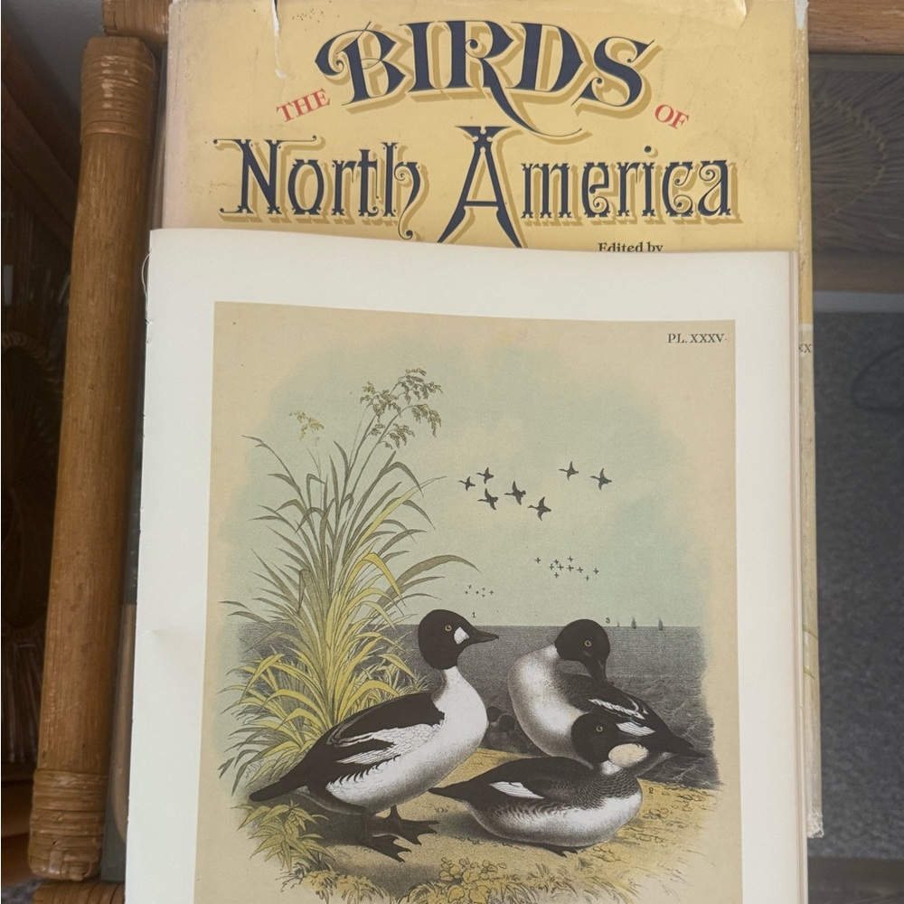 Vintage Golden-Eye Duck Ornithological Botanical Print 🌿